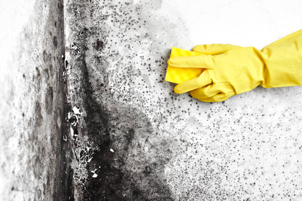 Home Mold Removal in Bennet, NE