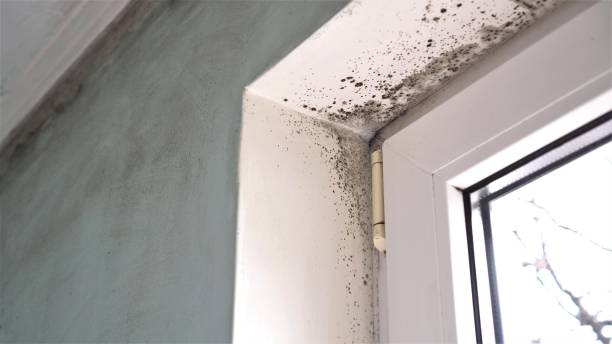Best Mold Damage Repair  in Bent, NE