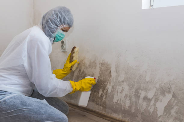 Best Mold Remediation  in Bent, NE
