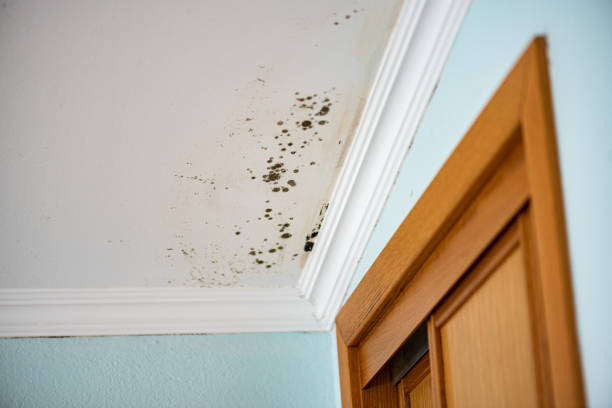 Best Office Mold Removal Services  in Bent, NE