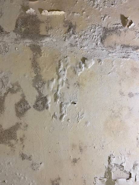 Best Mold Testing  in Bent, NE