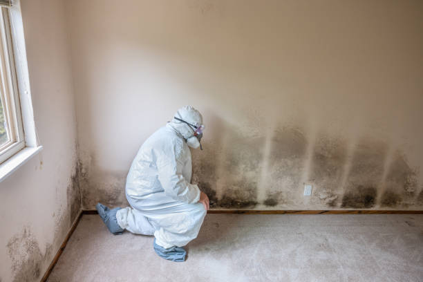 Best Attic Mold Removal  in Bent, NE