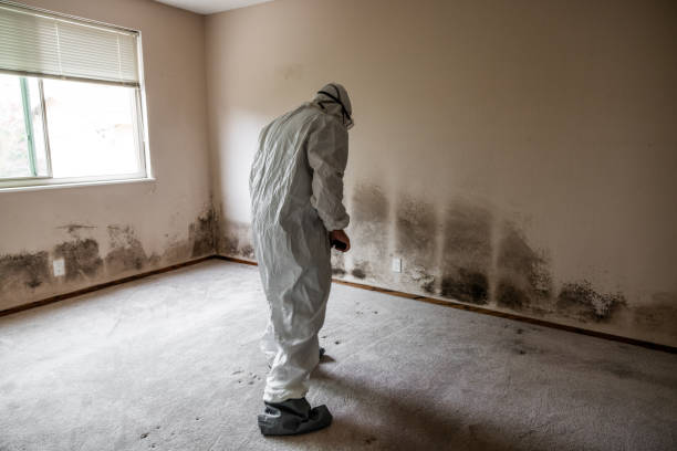 Office Mold Removal Services in Bennet, NE