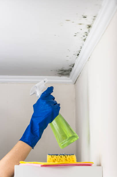 Best Attic Mold Removal  in Bent, NE