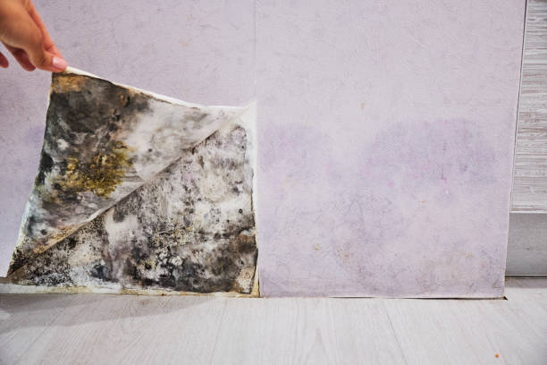Best Toxic Mold Removal  in Bent, NE